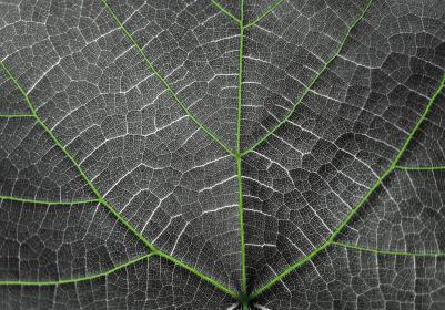 舍弗勒计划2040年实现气候中和